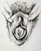 Sought-after vulva